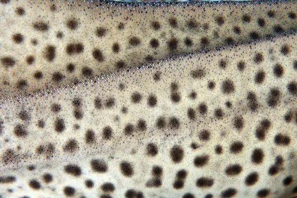 Zebra shark — Stock Photo, Image