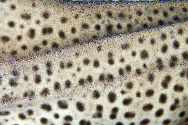 Zebra shark