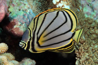 karalanmış butterflyfish