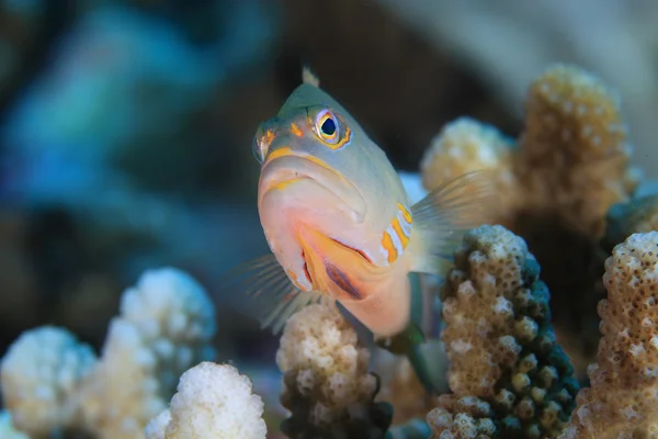 Oblouk oko hawkfish — Stock fotografie