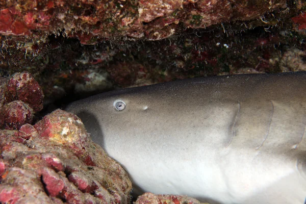 Tawny nurse shark — Stockfoto