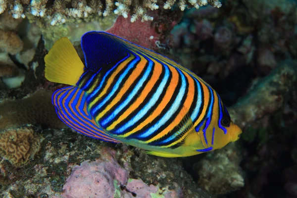 Regal angelfish — Stock Photo, Image