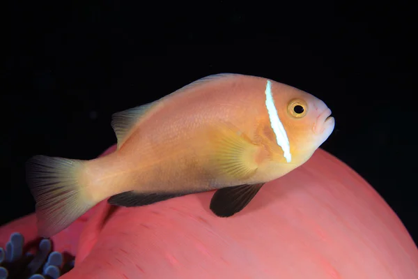 马尔代夫 anemonefish — 图库照片