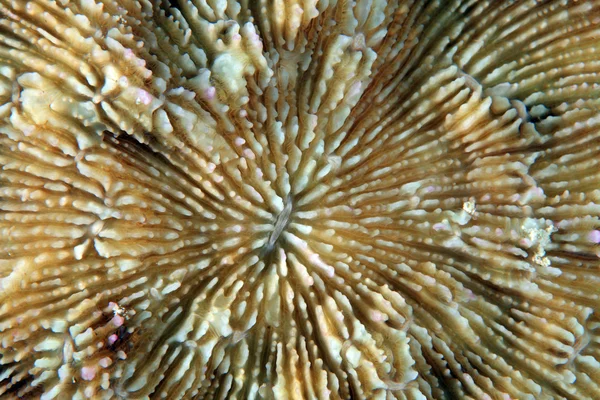Кам'янистих кораловий — стокове фото