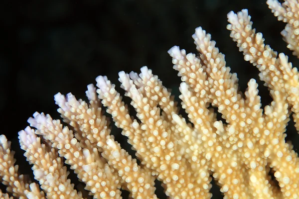 Kamenité korálový — Stock fotografie