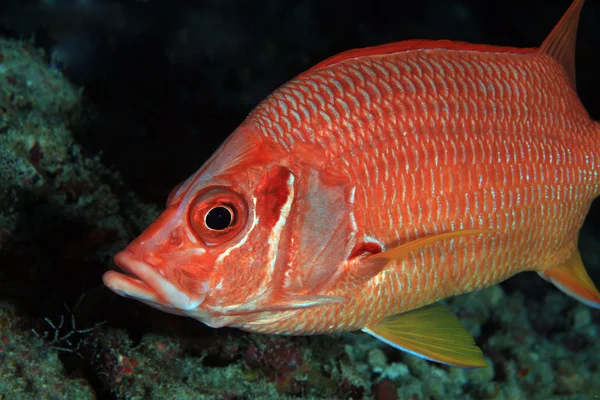 Jätte squirrelfish — Stockfoto