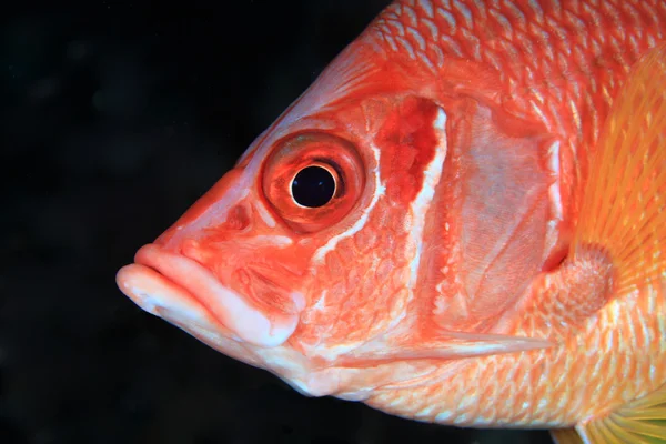 Γίγαντας squirrelfish — Φωτογραφία Αρχείου