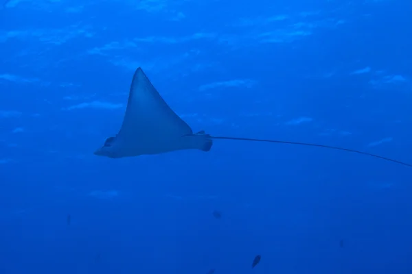 Eagle ray — Stock Photo, Image