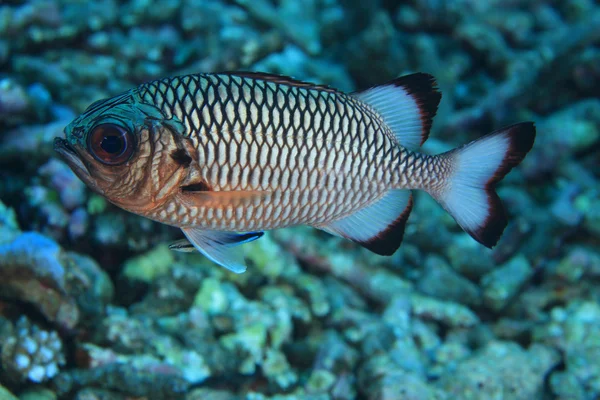 Árnyék soldierfish — Stock Fotó