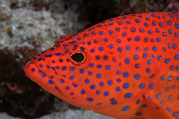 Korall hind grouper — Stockfoto
