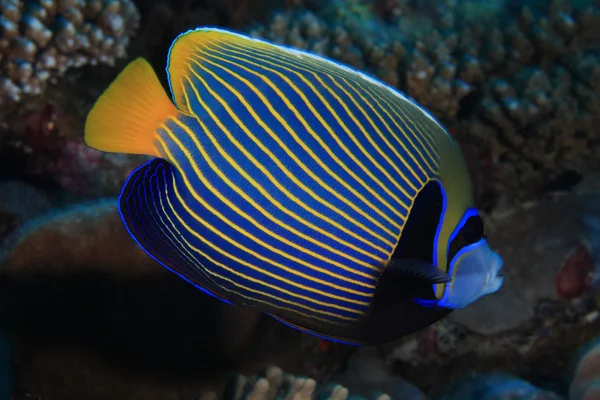 Imperador angelfish — Fotografia de Stock