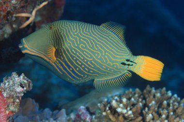 turuncu çizgili triggerfish