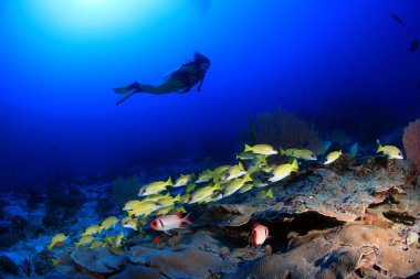 mercan ve scuba diver