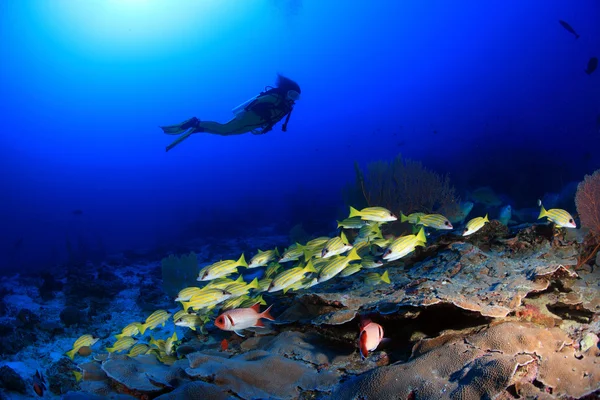 Arrecife de coral y buceador — Foto de Stock