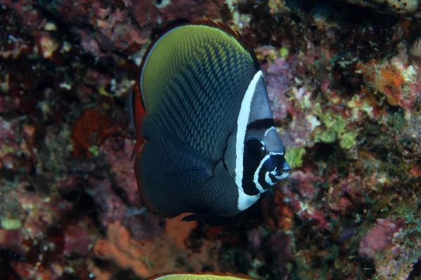 Redtail butterflyfish — Stockfoto
