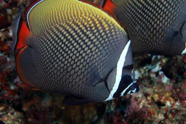 Redtail butterflyfish — Stock Photo, Image