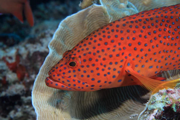 珊瑚后腿石斑鱼 — 图库照片