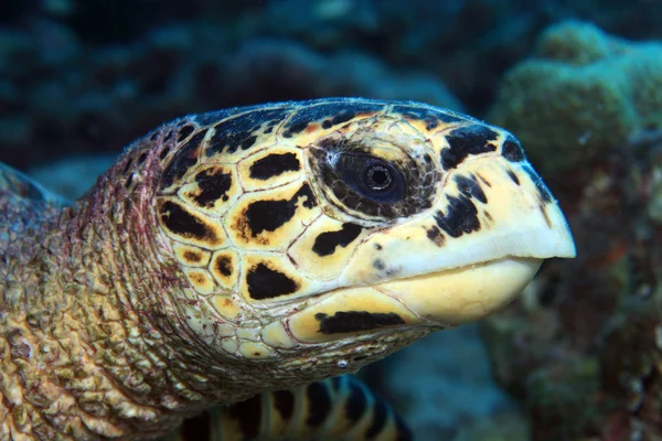 Carey tortuga marina — Foto de Stock