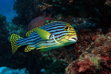 Oriental tatlı (Plectorhinchus orientalis)