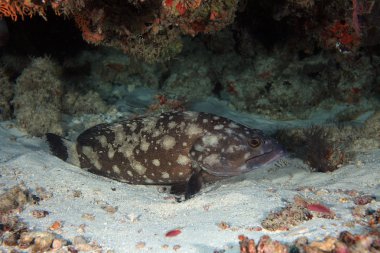 Orfoz (Epinephelus caeruleopunctatus Beyaz benekli)