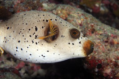 Siyah benekli kirpi balığı (Arothron nigropunctatus)
