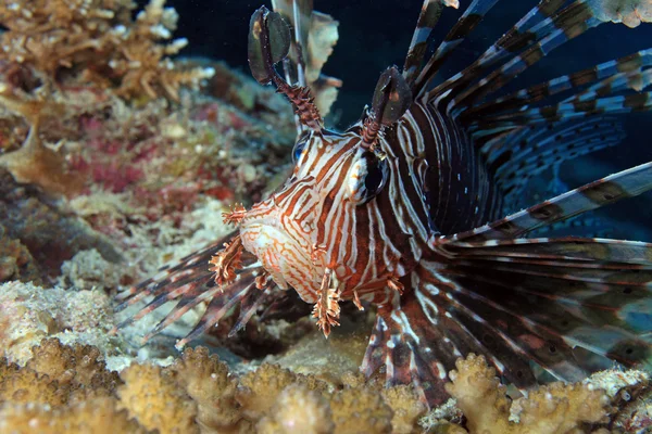 Левова риба (Pterois volitans)) — стокове фото