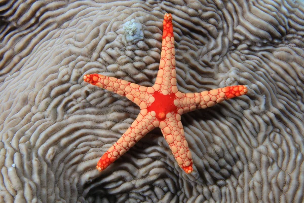 Noduled sea star (Fromia nodosa) — Stock fotografie