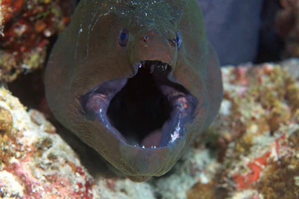 巨大なウツボ (gymnothorax の波状 javanicus) — ストック写真