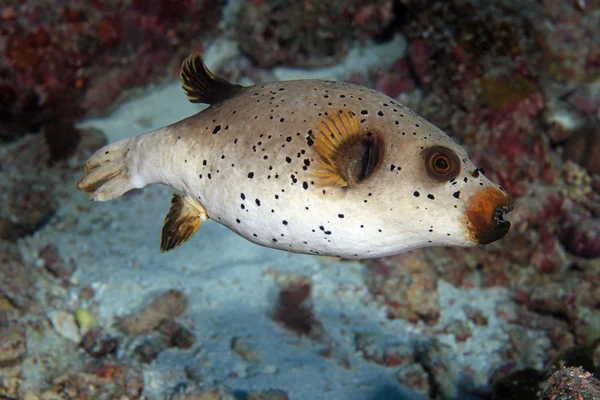 Siyah benekli kirpi balığı (Arothron nigropunctatus) — Stok fotoğraf