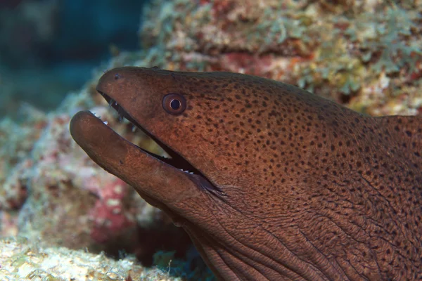 Giant moray (Gymnothorax javanicus) — Stock Photo, Image