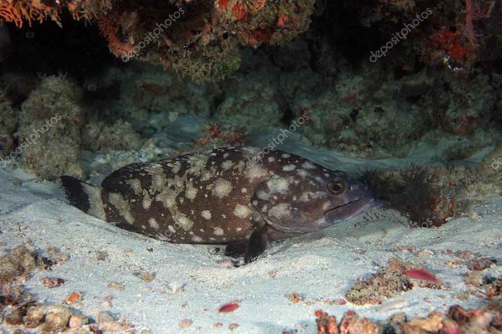 White spotted grouper (Epinephelus caeruleopunctatus) — Stock Photo