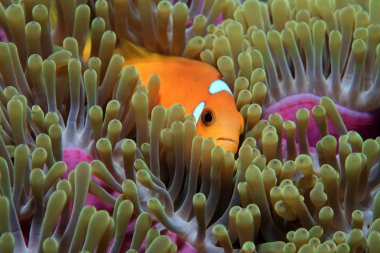 Maldiv anemonefish