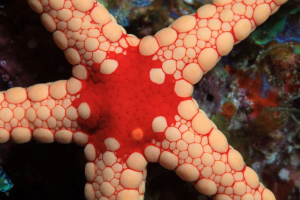 Нодулярная морская звезда — стоковое фото