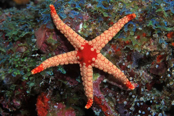 Estrela do mar com nódulos — Fotografia de Stock