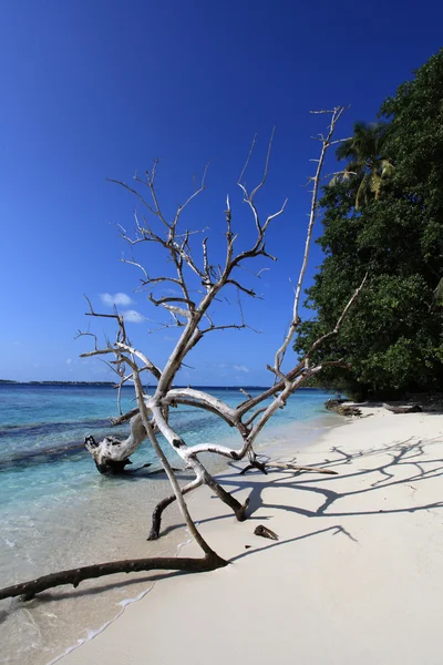 Ilha tropical — Fotografia de Stock