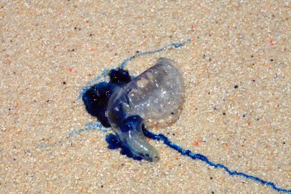 Medusas de guerra portuguesas — Foto de Stock