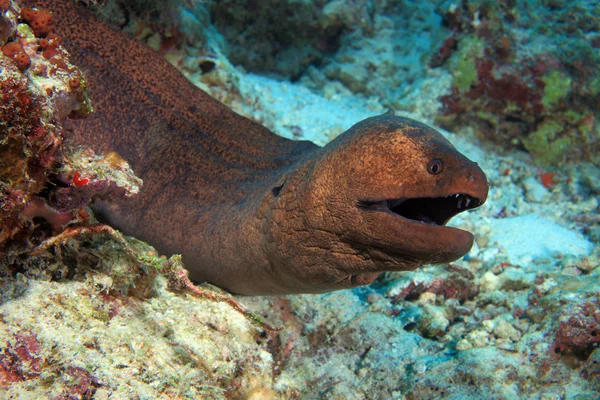 Obří moray — Stock fotografie