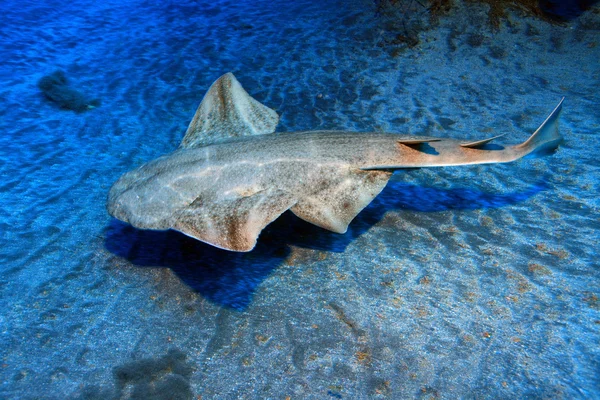 Angelshark — Stockfoto