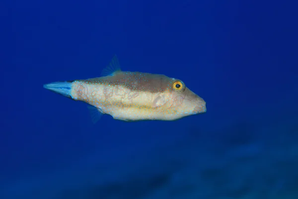 Sharpnose pufferfish — Stock Photo, Image