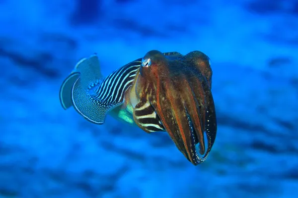 Cuttlefish — Fotografie, imagine de stoc