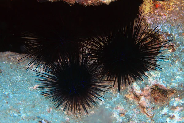 Black sea urchin