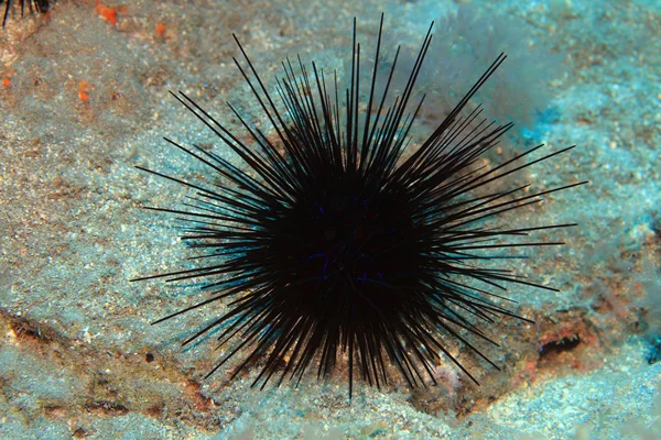 Black sea urchin — ストック写真