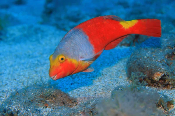 Ευρωπαϊκό parrotfish — Φωτογραφία Αρχείου