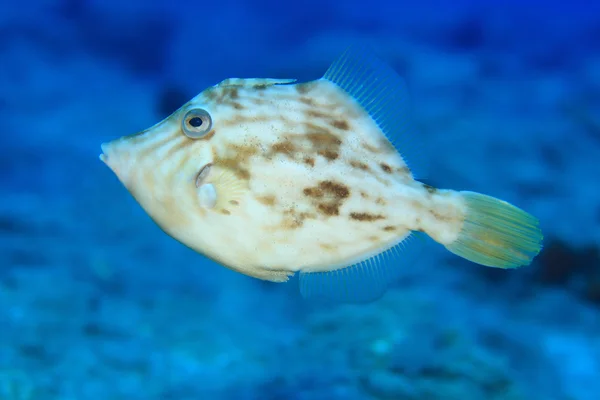 Filefish cabeça de avião — Fotografia de Stock