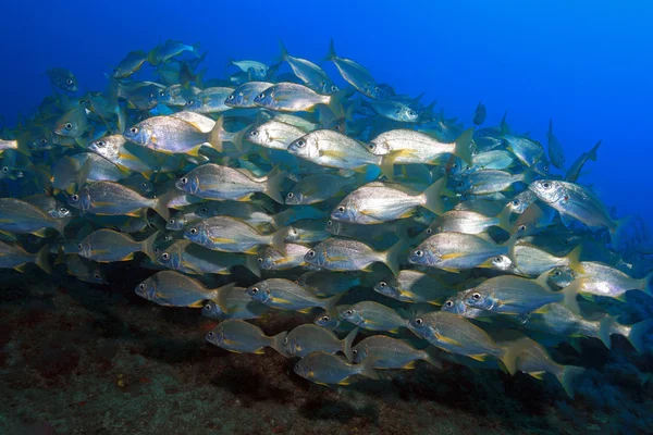 Shoal of bastard grunts — Stock Photo, Image