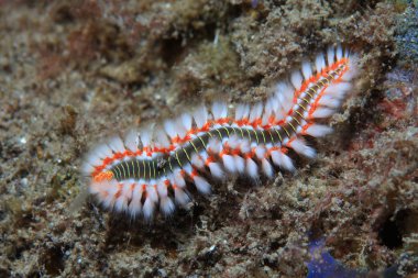 Sakallı fireworm