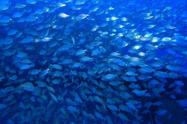 Shoal of bastard grunts — Stock Photo, Image