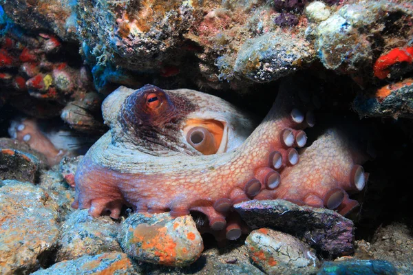 Gemensamma bläckfisk — Stockfoto