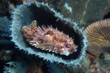 Shortspine porcupinefish clipart