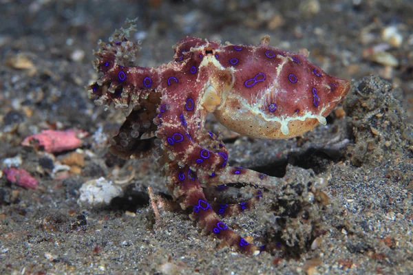 Blue ringed octopus — Stock Photo, Image